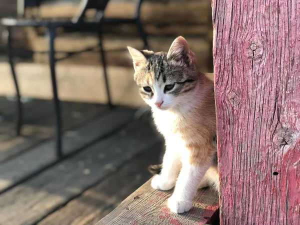 stock image cat in the garden