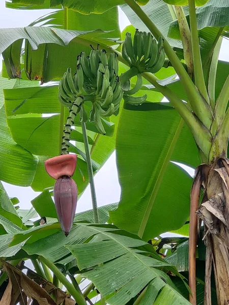banana tree with green leaves