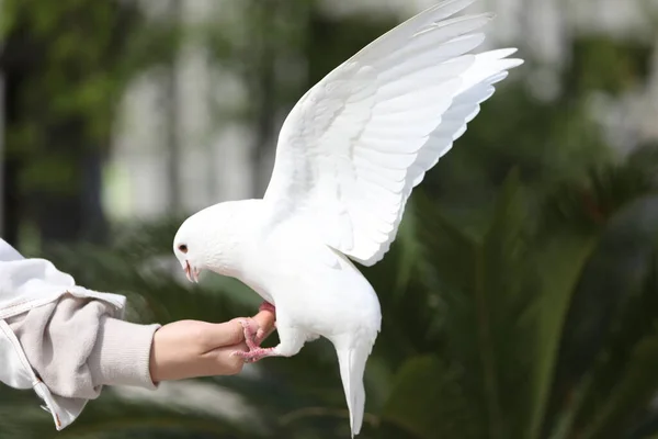 white dove in a hand on a background of a blue sky