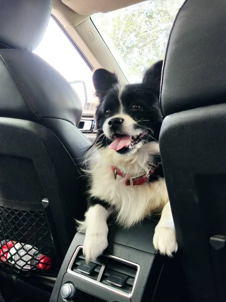 dog sitting in the car seat