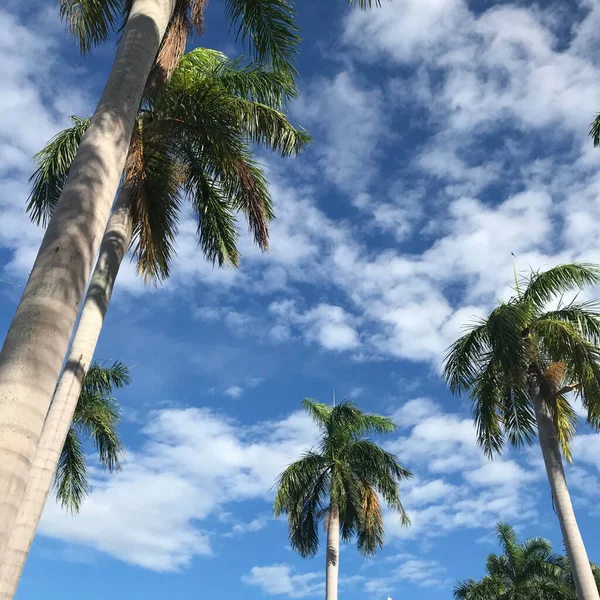 stock image palm tree with blue sky and white clouds