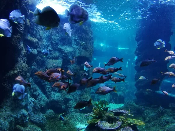 underwater world with fish, corals and fishes in the red sea.