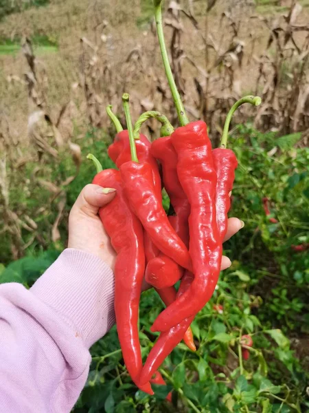 red hot chili peppers in the garden