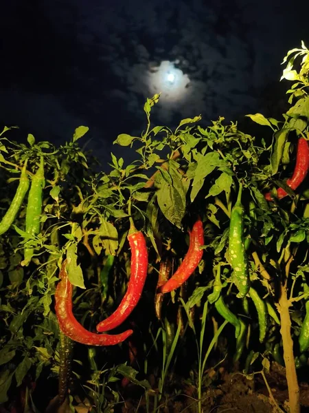red pepper in the garden