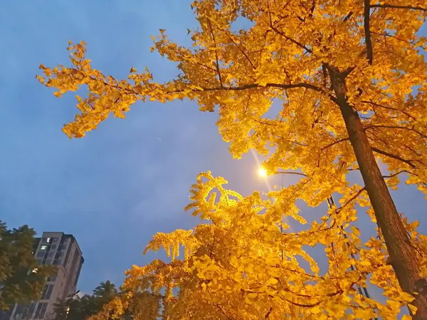 stock image autumn leaves, fall season flora