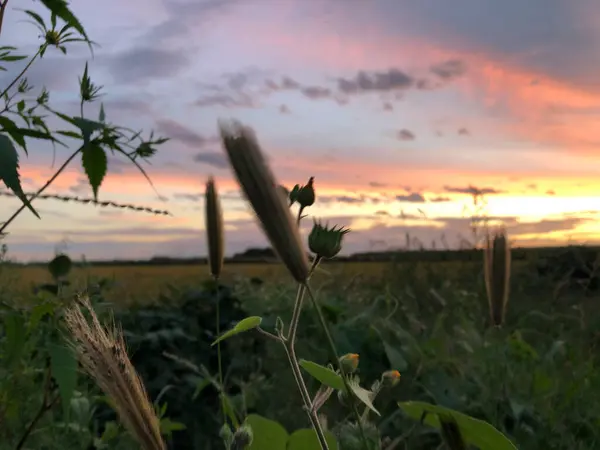 stock image beautiful sunset in the field