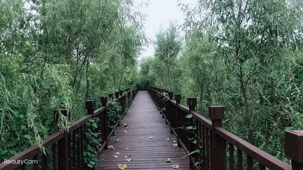 wooden bridge in the forest