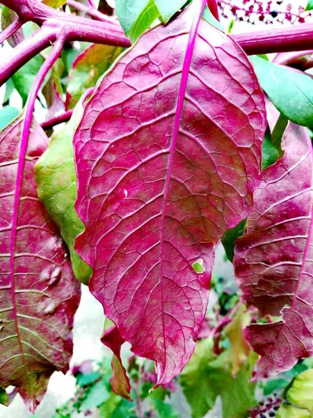 close up of fresh purple cabbage