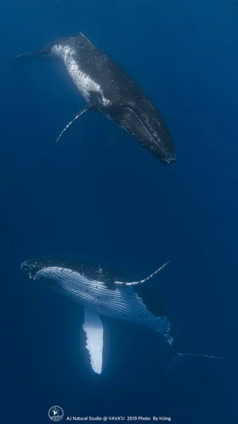 whale shark in the sea