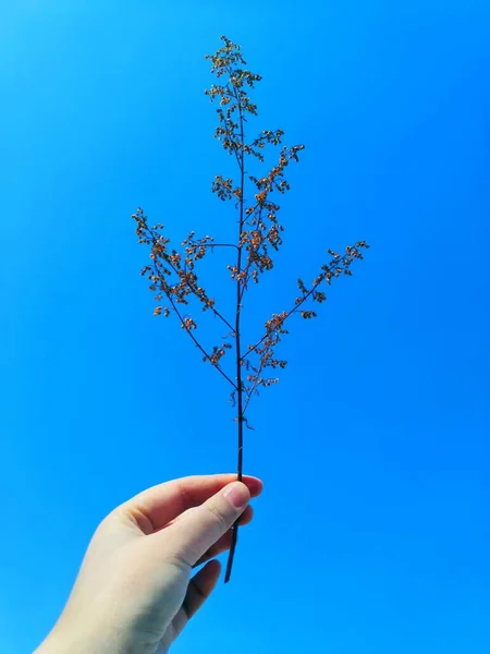 hand holding a tree with a blue background