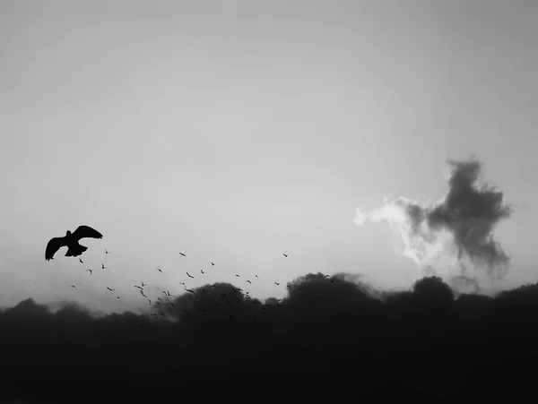 black and white silhouette of a bird flying in the sky