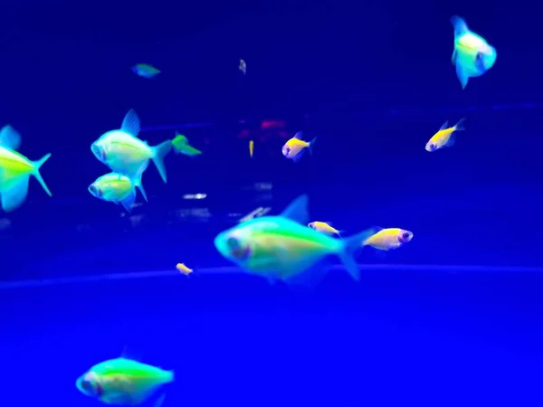 beautiful underwater world, fish and fishes