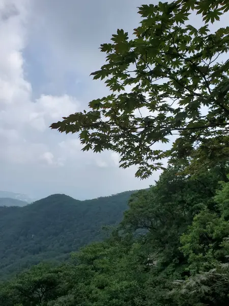 stock image beautiful landscape with a tree and a mountain