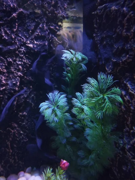 beautiful underwater world of the aquarium