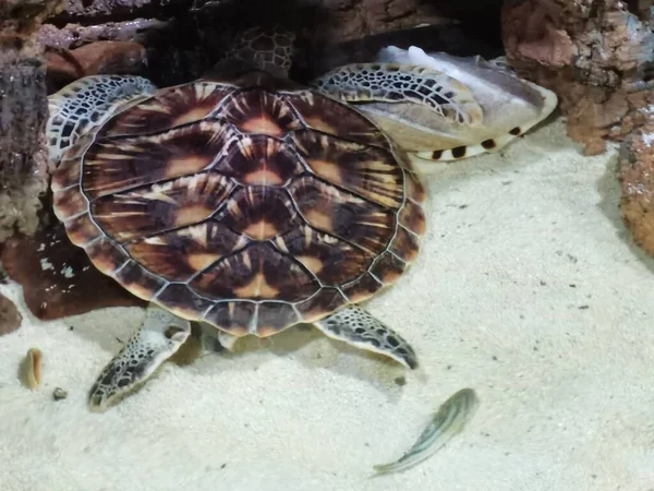 close up of a beautiful sea turtle