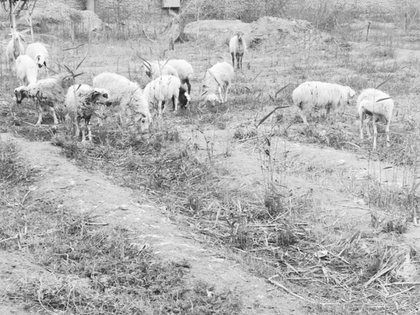 sheep in the field