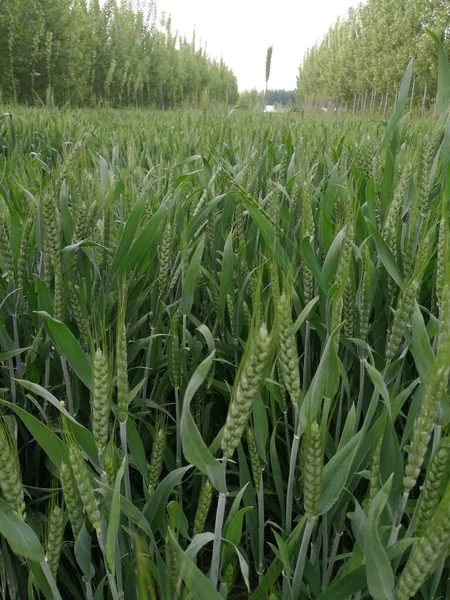 green corn field in the summer