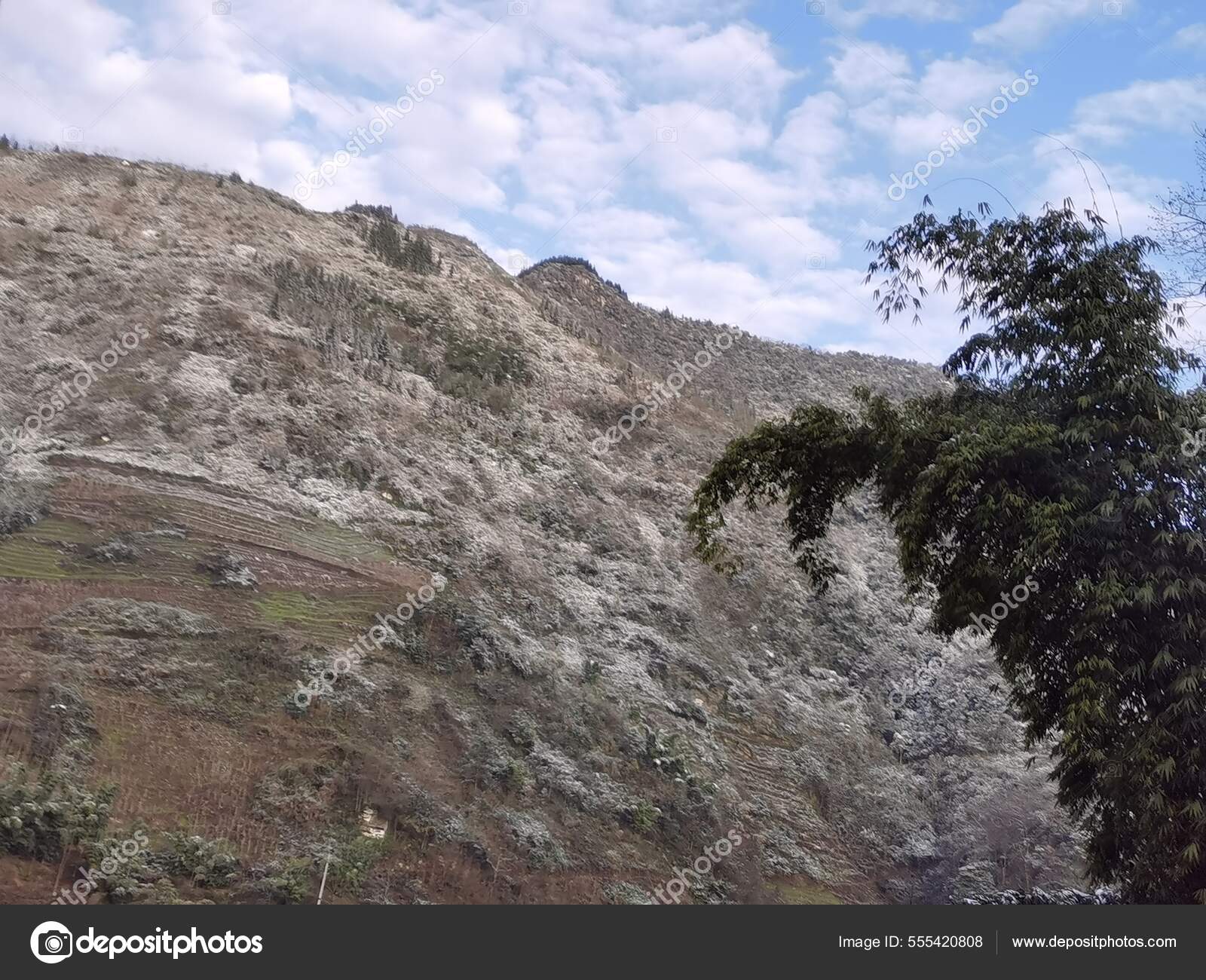 Bella gombaStock-fotos, royaltyfrie Bella gomba billeder | DepositPhotos, image size:1600x1300