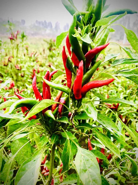 red and green chili peppers growing in the garden