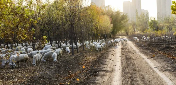 sheep in the field