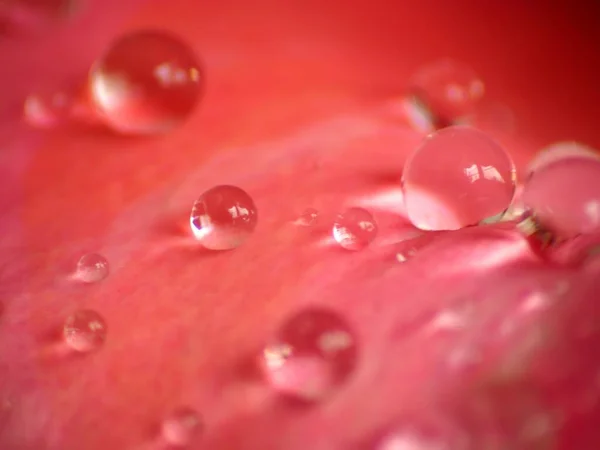 red rose with water drops