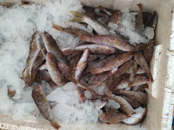 fresh fish on ice in market