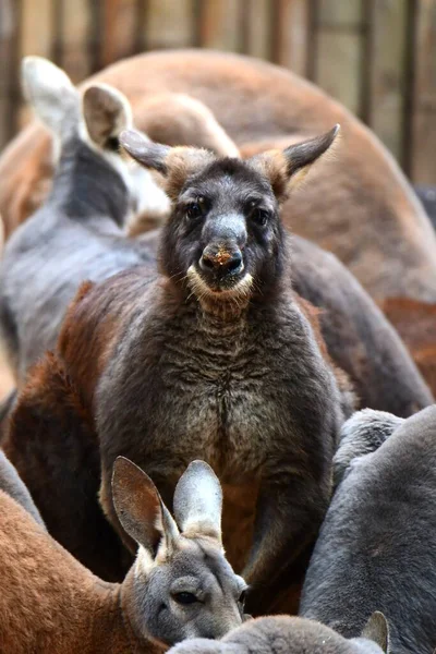 a closeup shot of a cute kangaroo