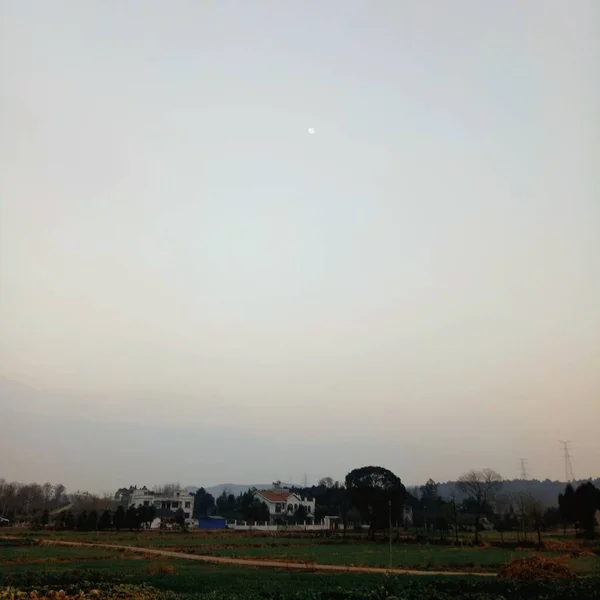 beautiful landscape with a tree and a field of trees