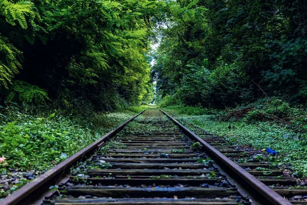 railway tracks in the forest