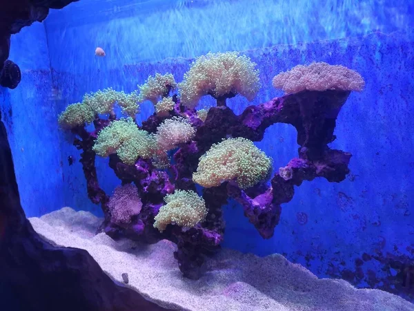 beautiful underwater world of the sea in the aquarium