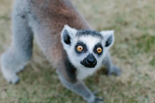 lemur in the green forest