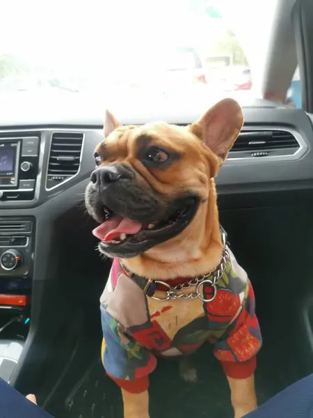 stock image dog in the car