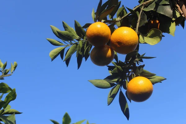 ripe orange fruit on a tree branch