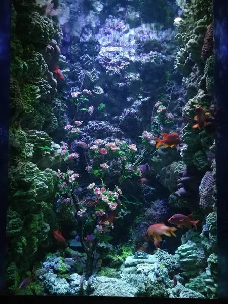 beautiful underwater world of the sea