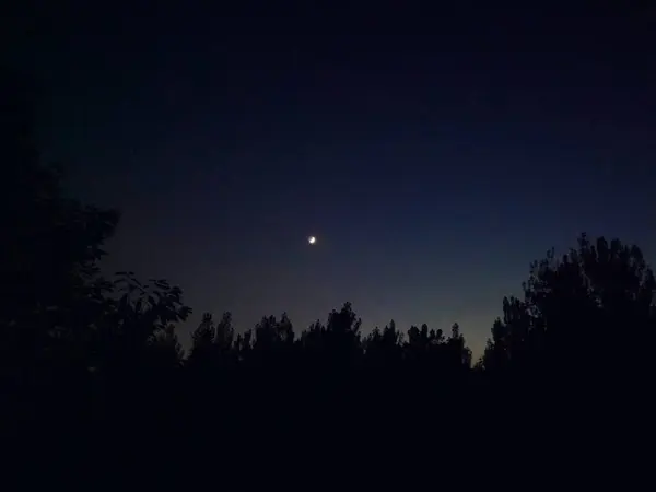 stock image beautiful night sky with trees