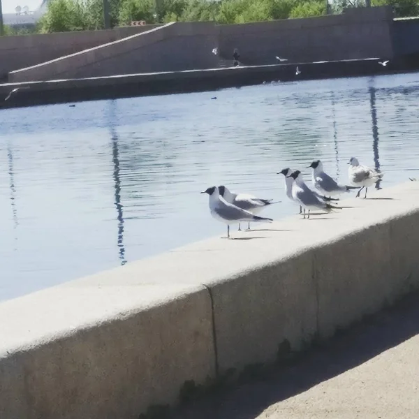 seagull on the pier