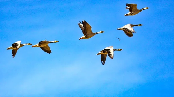 flock of birds flying in the sky