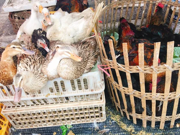 chickens in the market