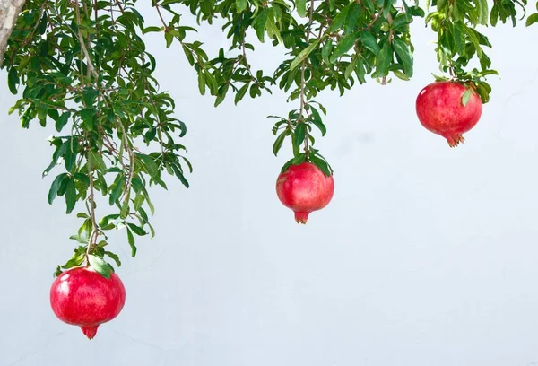 red apple on a white background