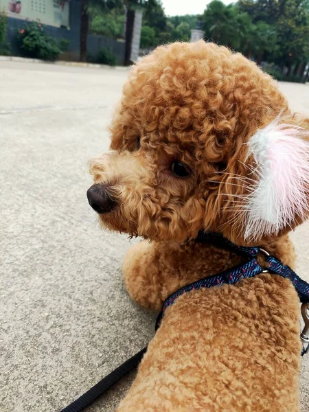 cute dog with teddy bear