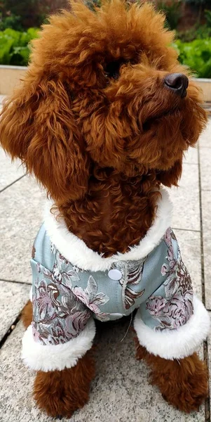 cute dog with a bow tie