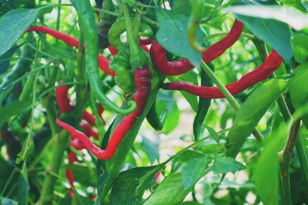 red and green peppers growing in the garden