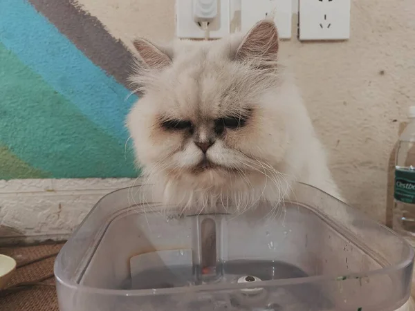 cat washing the bath with a white towel