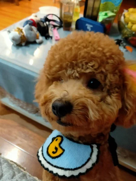 a cute dog with a toy bear
