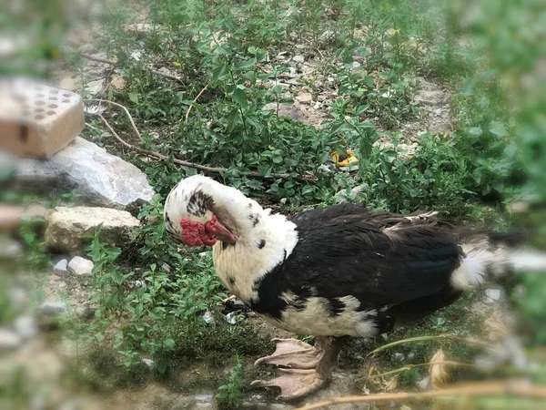 a group of young beautiful domestic birds