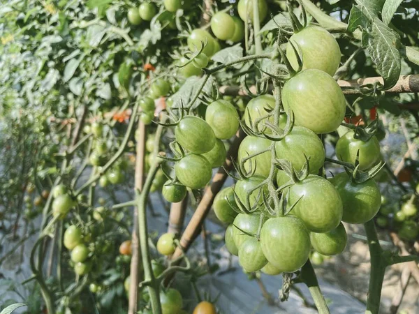 green tomatoes on a tree in the garden