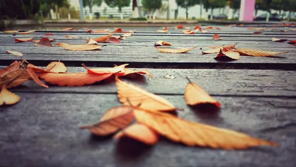 Stock image autumn leaves, fall season flora