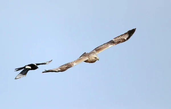 flying bird in flight