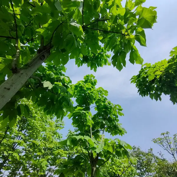 stock image green leaves of a tree in the forest