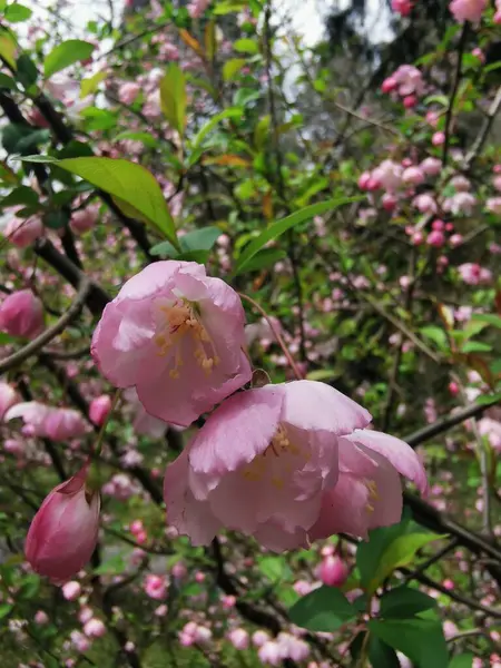 Hermosas Flores Rosadas Jardín — Foto de Stock